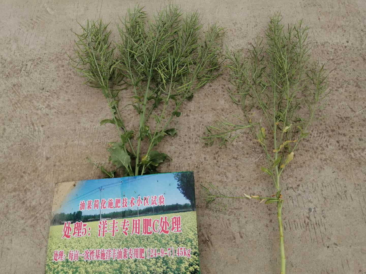 油菜专用肥试验效果对比3.jpg