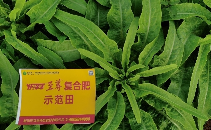 示范田莴笋长势.jpg