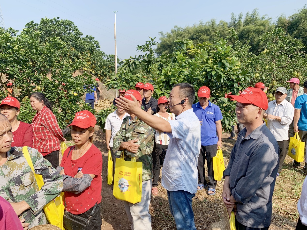 乐鱼体育西南大区总农艺师李家涛（中）在广西壮族自治区玉林市容县沙田柚示范观摩现场，为种植户做技术及效果讲解.jpg