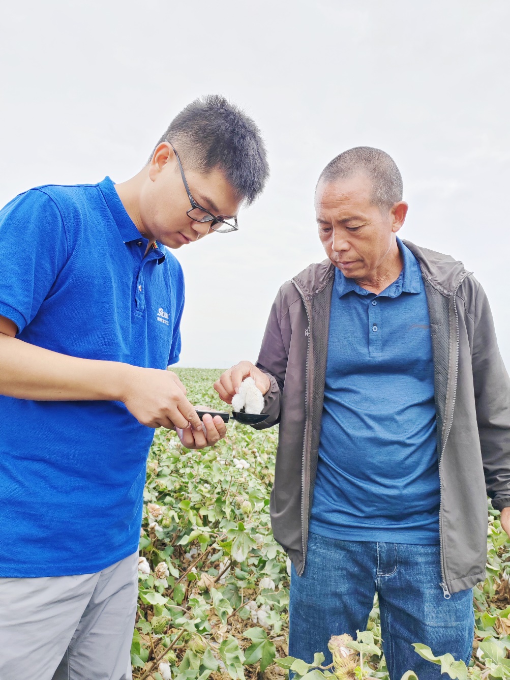 乐鱼体育农艺师李春侨（左），在种植户陈克明（右）的棉田进行单铃测重，预估产量.jpg